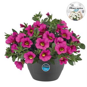 Bild von HP27 o.kl. Calibrachoa Pink